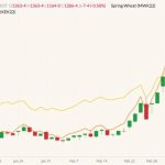 CBOT May 2022 wheat (candlesticks) with MGEX May 2022 spring wheat (yellow line) and K.C. May 2022 wheat (orange line). (Barchart)
