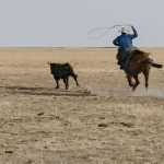 ‘The weaned calf headed for newly found freedom west of the livestock yards on the flatlands along the Assiniboine River.’ (image dramatization)