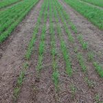 Residual herbicides can damage subsequent crops, as seen here in this trial plot.