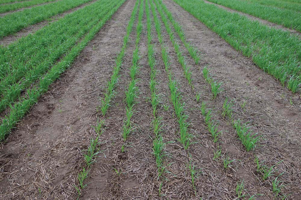 Residual herbicides can damage subsequent crops, as seen here in this trial plot.