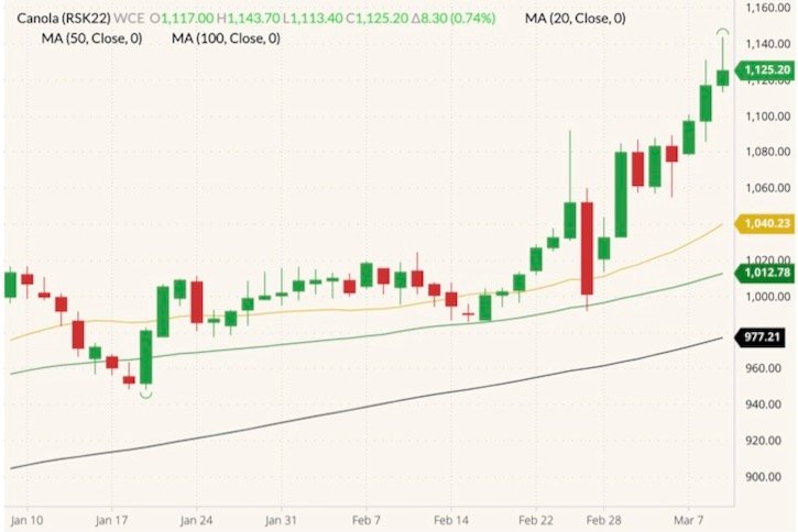 ICE May 2022 canola (candlesticks) with 20-, 50- and 100-day moving averages (yellow, green and black lines). (Barchart)
