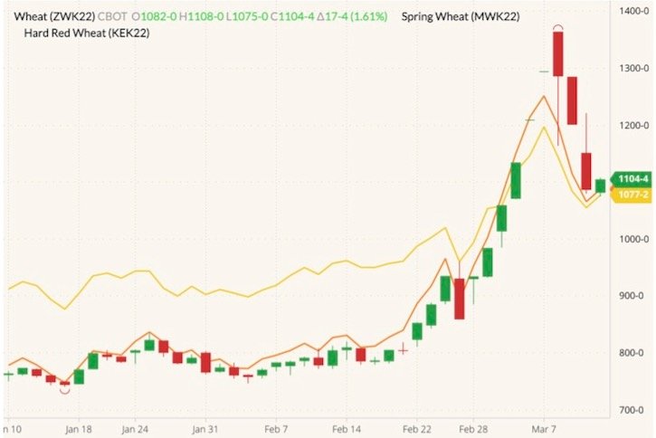 CBOT May 2022 wheat (candlesticks) with MGEX May 2022 wheat (yellow line) and K.C. May 2022 wheat (orange line). (Barchart)
