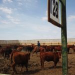 (Photo courtesy Canada Beef Inc.)
