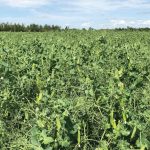 Lush pea crops like this were in short supply last summer due to drought.
