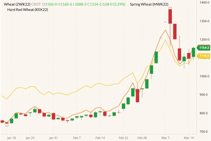 CBOT May 2022 wheat (candlesticks) with MGEX May 2022 spring wheat (yellow line) and K.C. May 2022 hard red wheat (orange line). (Barchart)
