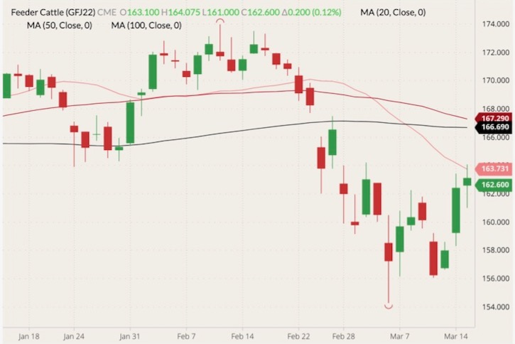 CME April 2022 feeder cattle (candlesticks) with 20-, 50- and 100-day moving averages (pink, dark red and black lines). (Barchart)
