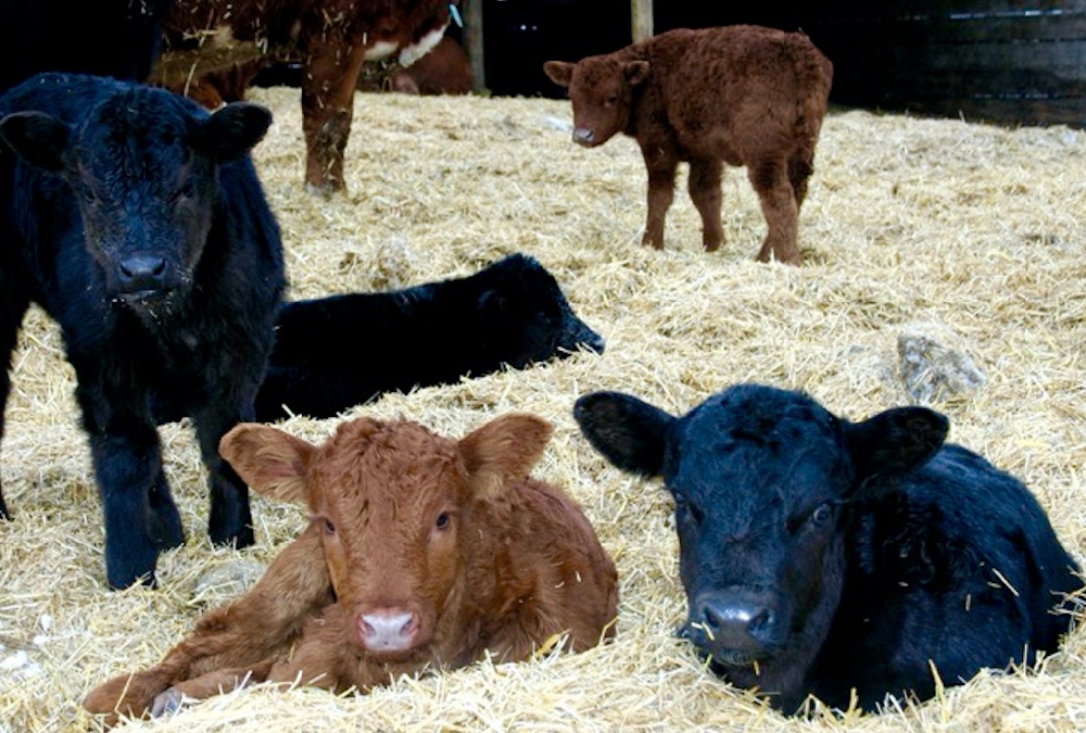 When it comes to the big three – scours, pneumonia and navel infection – biosecurity and colostrum uptake go a long way.