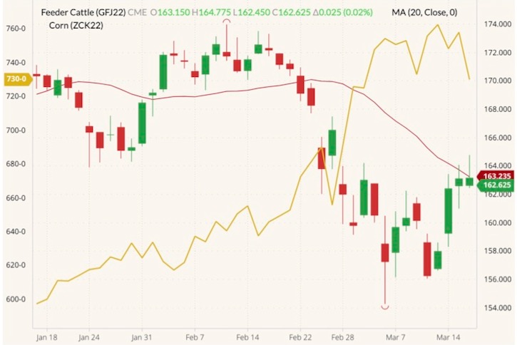 CME April 2022 feeder cattle (candlesticks, right column) with 20-day moving average (red line) and CBOT May 2022 corn (yellow line, left column). (Barchart)
