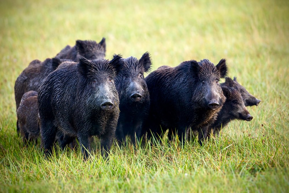 A group of wild boars running in Europe, where the pigs have caused challenges with disease spread. (iStock/Getty Images)
