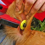 Ear tags are the latest unlikely victim of supply chain shortfalls in the livestock sector.