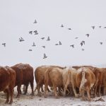A harsh winter has upped feed requirements for cattle producers who were already short.
