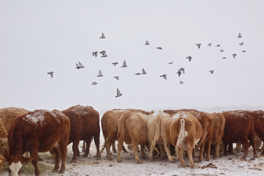 A harsh winter has upped feed requirements for cattle producers who were already short.