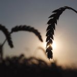 Wheat in a field near the village of Hrebeni in Ukraine’s Kyiv region on July 17, 2020.