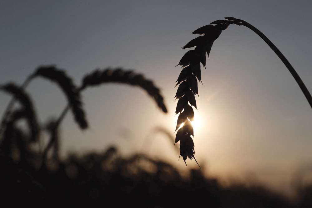 Wheat in a field near the village of Hrebeni in Ukraine’s Kyiv region on July 17, 2020.