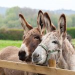 A donkey is closely related to a horse, but has some unique needs that must be met.