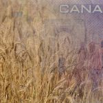 “It’s still debt, at the end of the day. It’s certainly not from a grant money standpoint. But it gave access to short-term cash.” – Wilco van Meiji, Farm Credit Canada