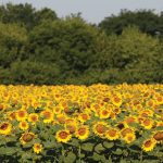 Sunflowers near the Ukrainian village of Grebeni on July 14, 2016. Expectations for a drastically reduced sunflower crop from Ukraine this year have led to contract highs in the European rapeseed market.
