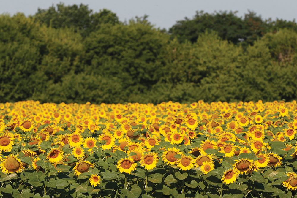 Sunflowers near the Ukrainian village of Grebeni on July 14, 2016. Expectations for a drastically reduced sunflower crop from Ukraine this year have led to contract highs in the European rapeseed market.