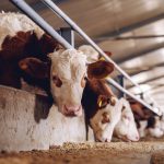 Ancillary therapies such as vitamin C and Meloxicam, in conjunction with antibiotics, are suggested by veterinarians to treat BRD, but concrete evidence of their effectiveness is needed, according to a Texas A&M researcher.