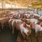 Hog sale prices currently average about half of what they were a year ago.