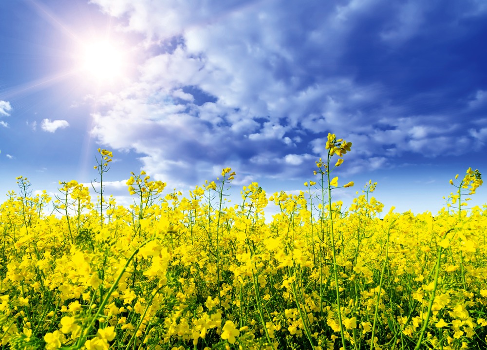 German 2022 wheat, rapeseed harvests forecast higher