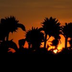 Argentina’s sunflower crop could dip just as Ukraine war hits supply