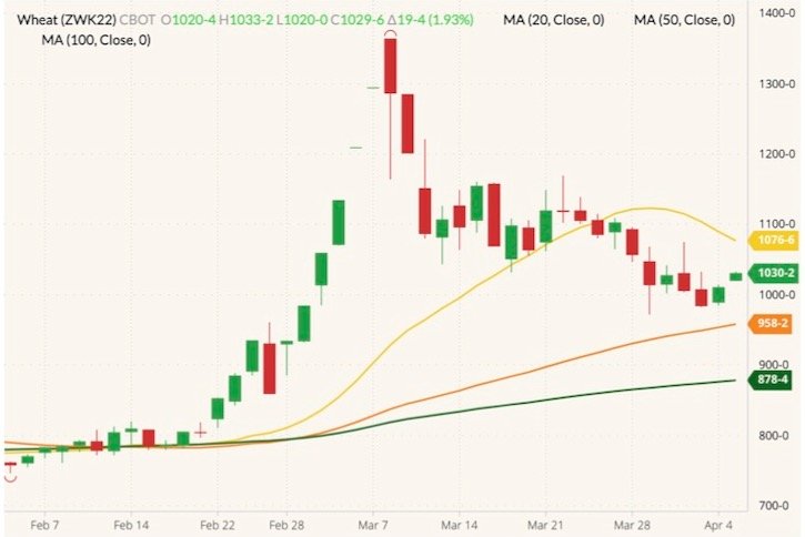CBOT May 2022 wheat (candlesticks) with 20-, 50- and 100-day moving averages (yellow, orange and dark green lines). (Barchart)
