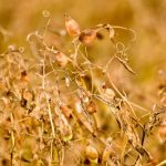 File photo of a lentil crop before harvest in Saskatchewan. (Bobloblaw/iStock/Getty Images)
