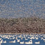 File photo of a migrating flock of snow geese in Canada. (Pchoui/iStock/Getty Images)
