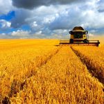 In 1981, before anyone knew how to spell ethanol, U.S. wheat acres hit a record-high 88 million.