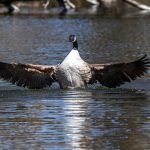 The feather sector in Manitoba could be facing the arrival of high-path avian influenza as migratory birds from hot zones to the south touch down in the province.