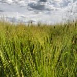A barley crop south of Ethelton, Sask. on July 30, 2019. (Dave Bedard photo)
