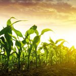 The U.S. Department of Agriculture pegged 2022 U.S. corn plantings at 89.49 million acres based largely on producer surveys conducted in the first half of March.