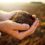 There are many microbes that are used as biofertilizers, including bacteria and fungi, and the most common application is to improve crop nutrient status.