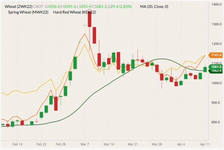 CBOT May 2022 wheat (candlesticks) with 20-day moving average (green line), MGEX May 2022 spring wheat (yellow line) and K.C. May 2022 hard red wheat (orange line). (Barchart)
