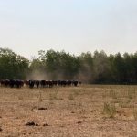 “You can’t obviously keep animals off all your pasture resources, but have a long-term plan, a five-year plan or something, where you rotate through and allow rest on those areas.” – Bart Lardner, University of Saskatchewan.