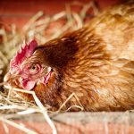 “I think there are a lot of really responsible people out there who can raise chickens to produce eggs and care for them appropriately.”