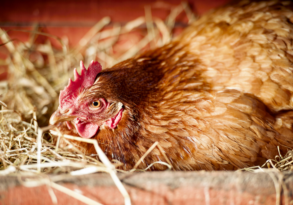 “I think there are a lot of really responsible people out there who can raise chickens to produce eggs and care for them appropriately.”