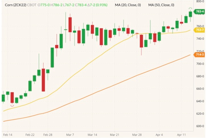 CBOT May 2022 corn (candlesticks) with 20- and 50-day moving averages (yellow and orange lines). (Barchart)
