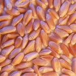 Global wheat prices hit record levels in March after war broke out among top exporters Russia and Ukraine, and that came on the heels of an already-tight supply situation.