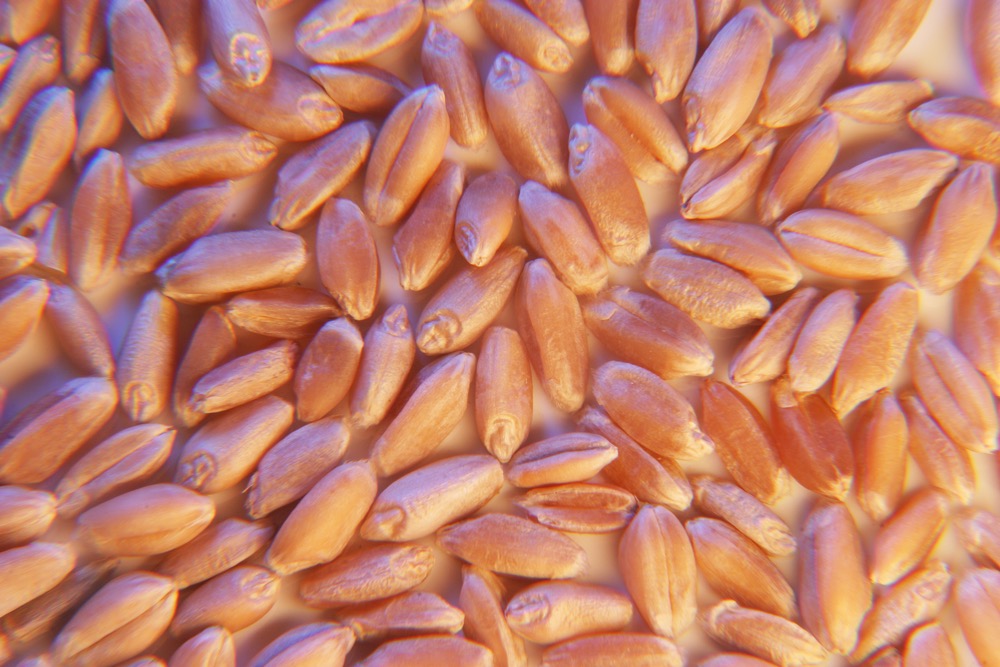 Global wheat prices hit record levels in March after war broke out among top exporters Russia and Ukraine, and that came on the heels of an already-tight supply situation.