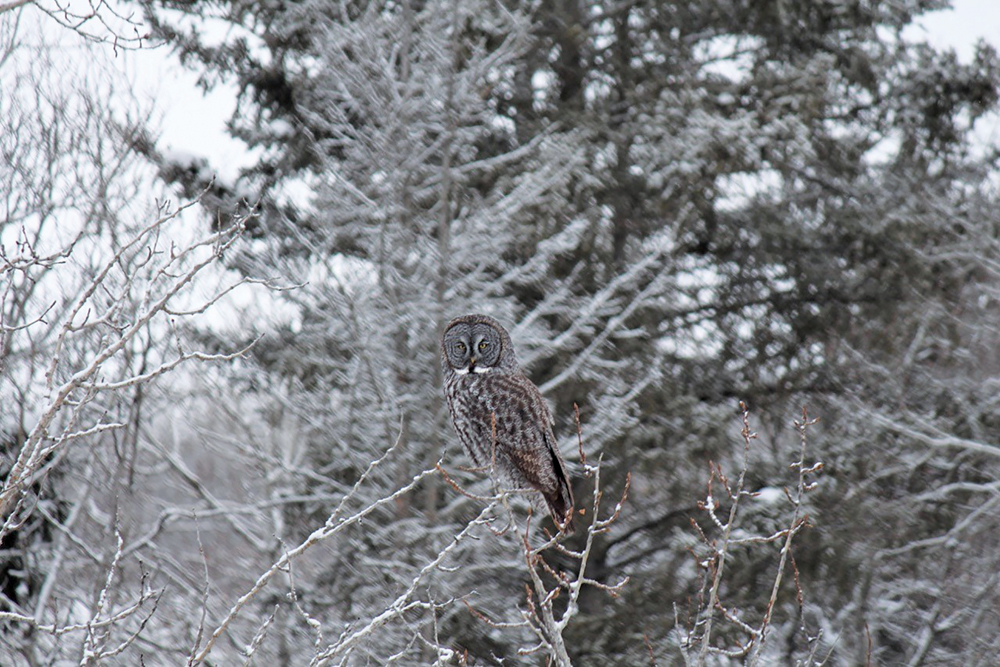 The great grey owl, Manitoba’s provincial bird, was photographed along Highway 10 south of Onanole.