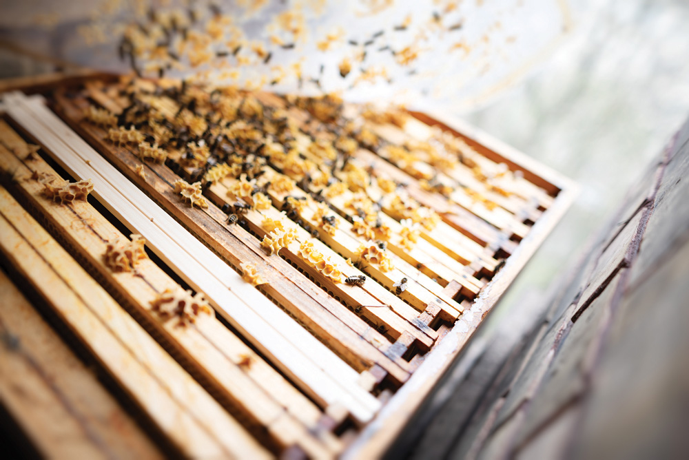 bees