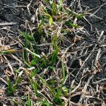 Emerging winter wheat plants. (File photo by Laura Rance)
