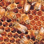 Outside of varroa mite stress in 2021, the provincial apiarist also noted reports of feed problems in some hives.