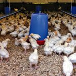 Should a small flock become infected, “it affects all of us,” Jake Wiebe, chair of the Manitoba Chicken Producers says. “because suddenly we’re in a risk zone.”