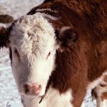Calves are being sold sooner than expected while cow culling rates are higher than normal.  Photo: Thinkstock
