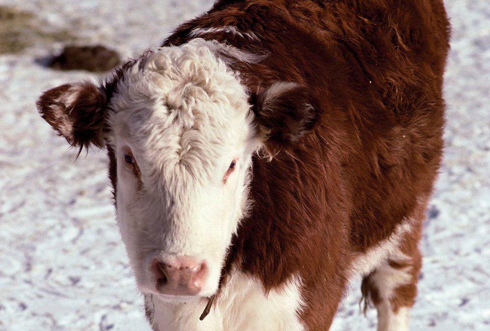 Calves are being sold sooner than expected while cow culling rates are higher than normal.  Photo: Thinkstock
