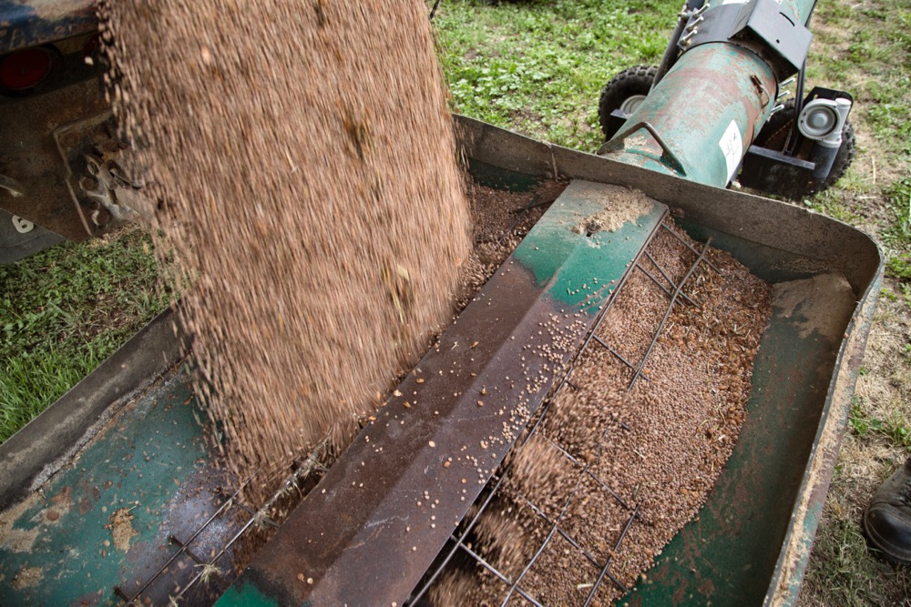 File photo of lentils being moved into bins in Saskatchewan. (Bobloblaw/iStock/Getty Images)
