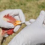 File photo of a rooster being swabbed in testing for avian influenza. (Merrimon/iStock/Getty Images)
